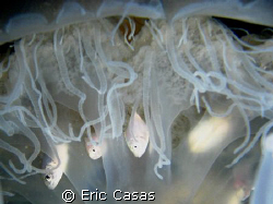 Jellyfish by Eric Casas 